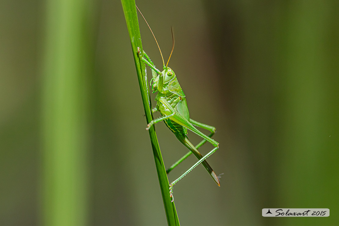 Tettigonia viridissima, femmina ?    S !