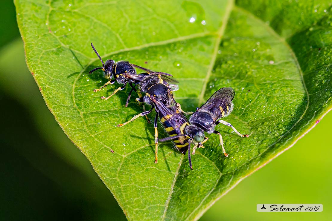 Apidae Megachilinae ? No, No. Crabronidae: Bembecinus tridens (cfr.)