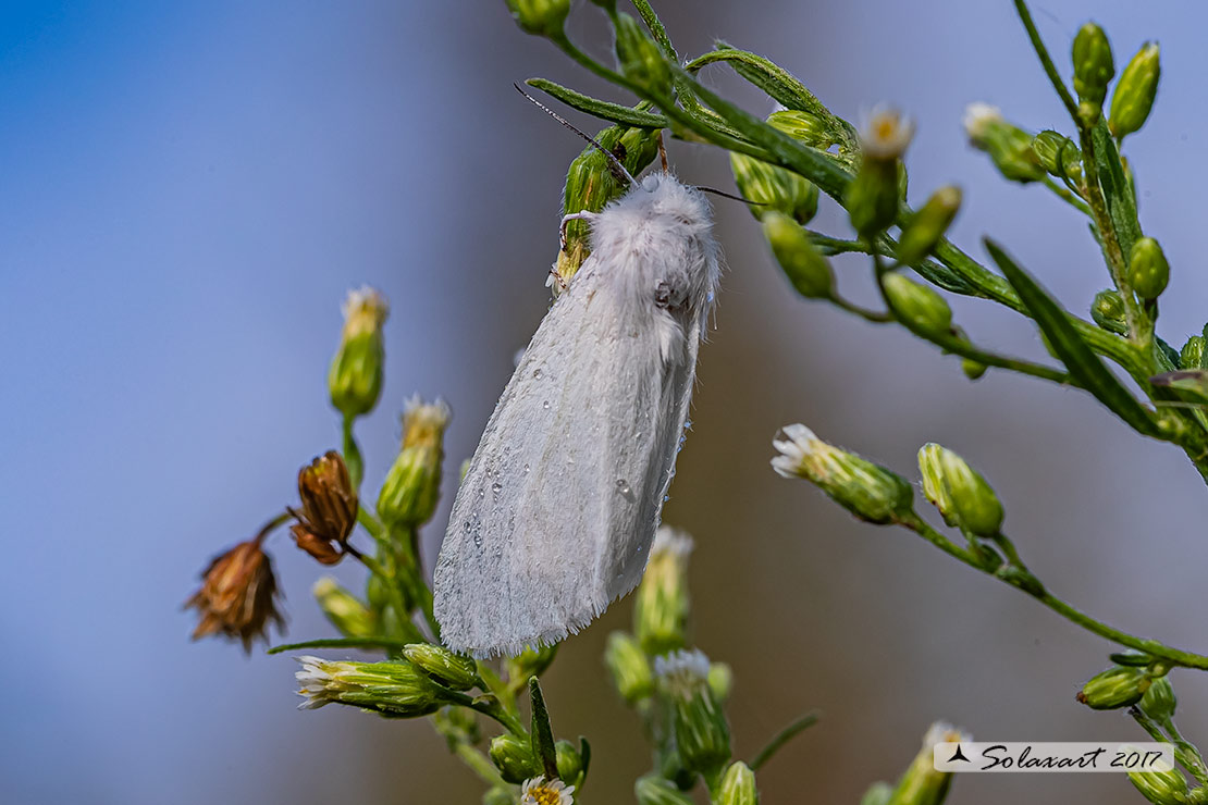 Noctuidae? No, Erebidae: Hyphantria cunea