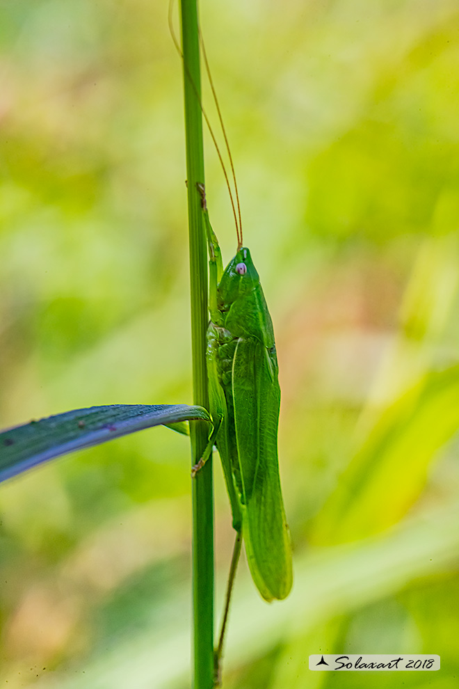 Conocephalidae:  Ruspolia nitidula ?    S !