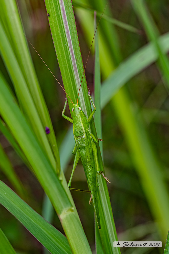 Conocephalidae:  Ruspolia nitidula ?    S !