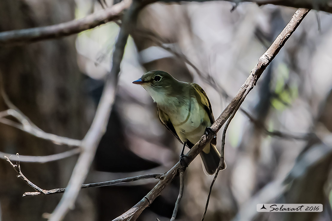 Bird Yucatan (uccello dello Yucatan) ????