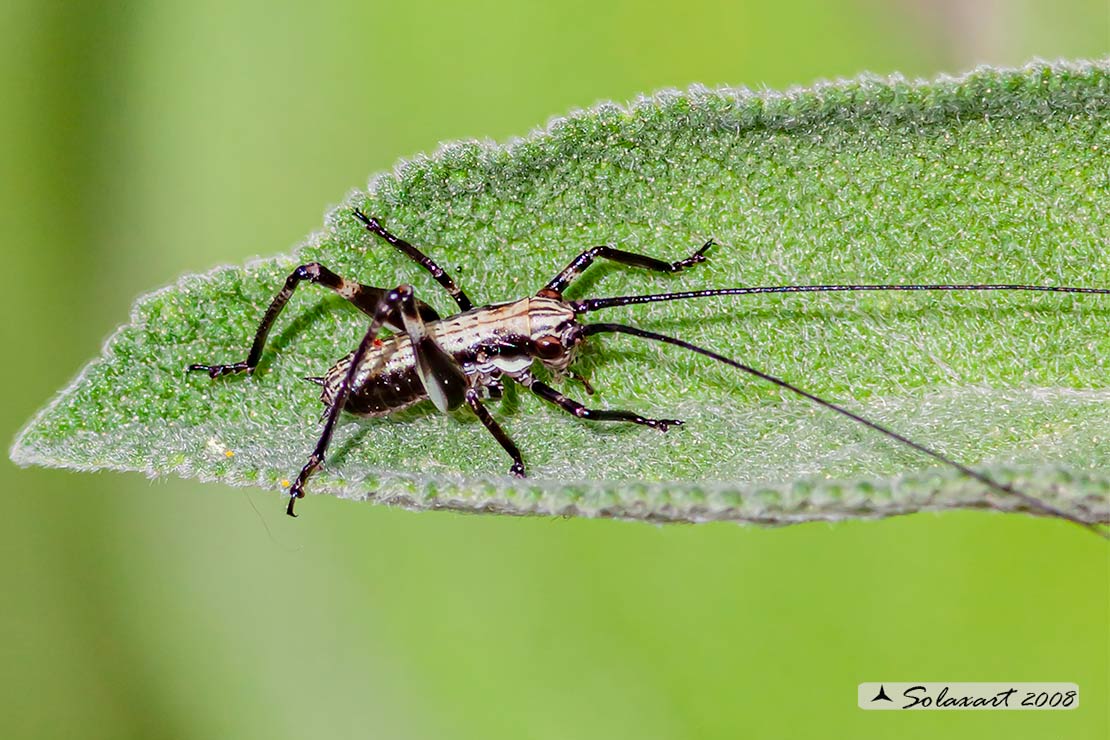 Pholidoptera griseoaptera - ninfa  (??)