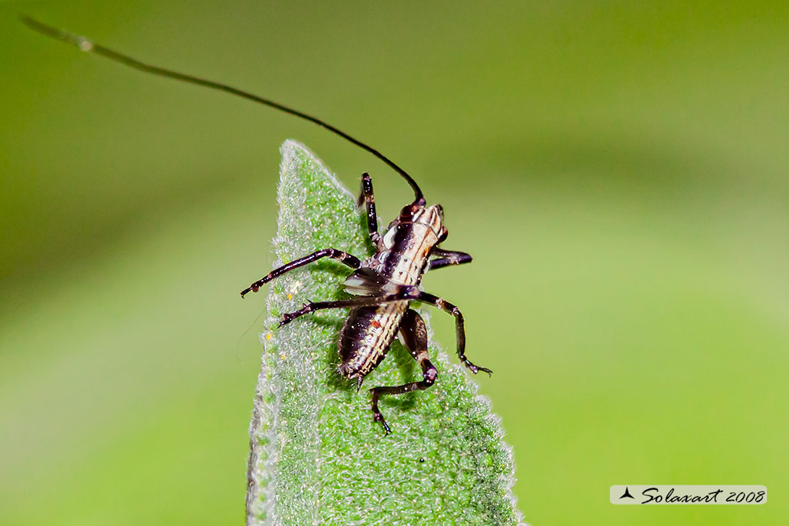 Pholidoptera griseoaptera - ninfa  (??)