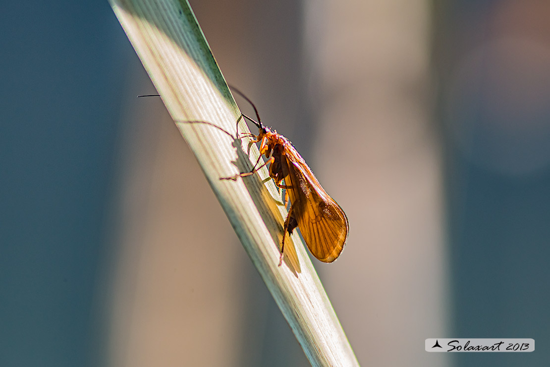 Goeridae: Silo nigricornis ?  No, Limnephilidae