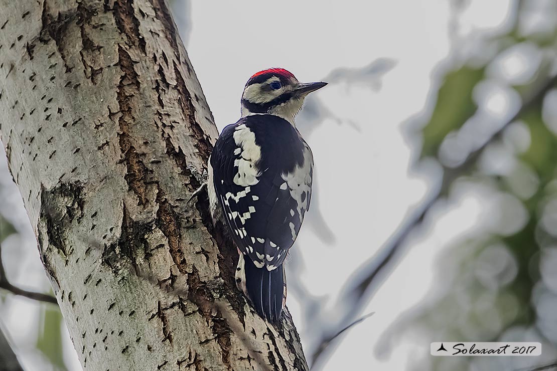 Picchio rosso mezzano?  No,  Picchio rosso maggiore  (Dendrocopos major), giovane maschio