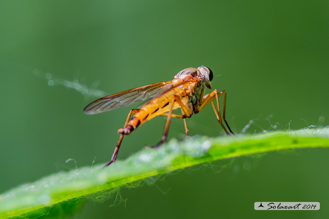 Rhagionidae: Rhagio tringarius ♀♂