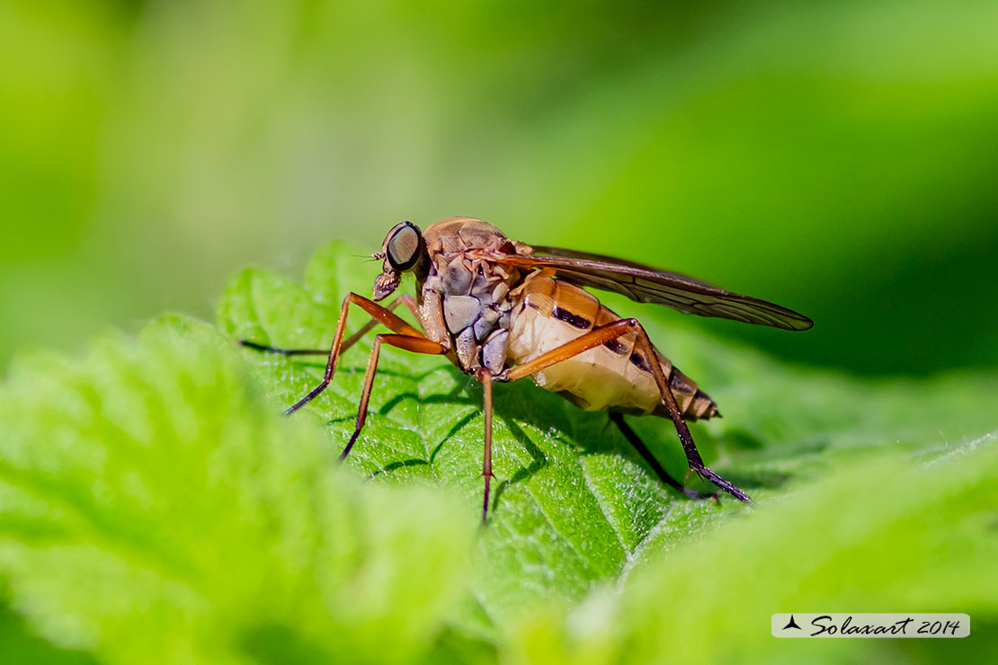 Rhagionidae: Rhagio tringarius ♀♂