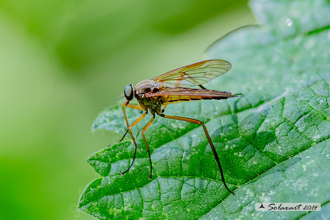 Rhagionidae: Rhagio tringarius ♀♂