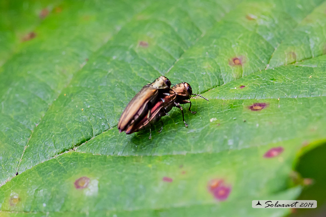 Buprestidae;  Agrilus (viridicaerulans rubi ??)...  Agrilus sp.