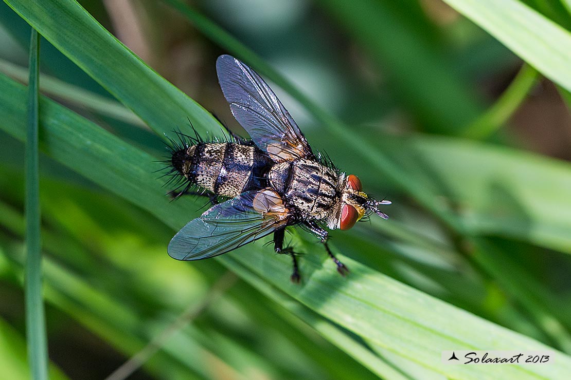 Graphomya maculata  ?  No, Tachinidae: Exorista sp.