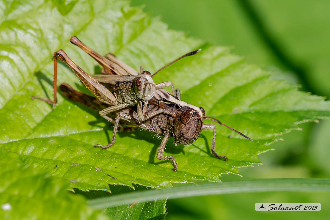 Aiolopus strepens (???)