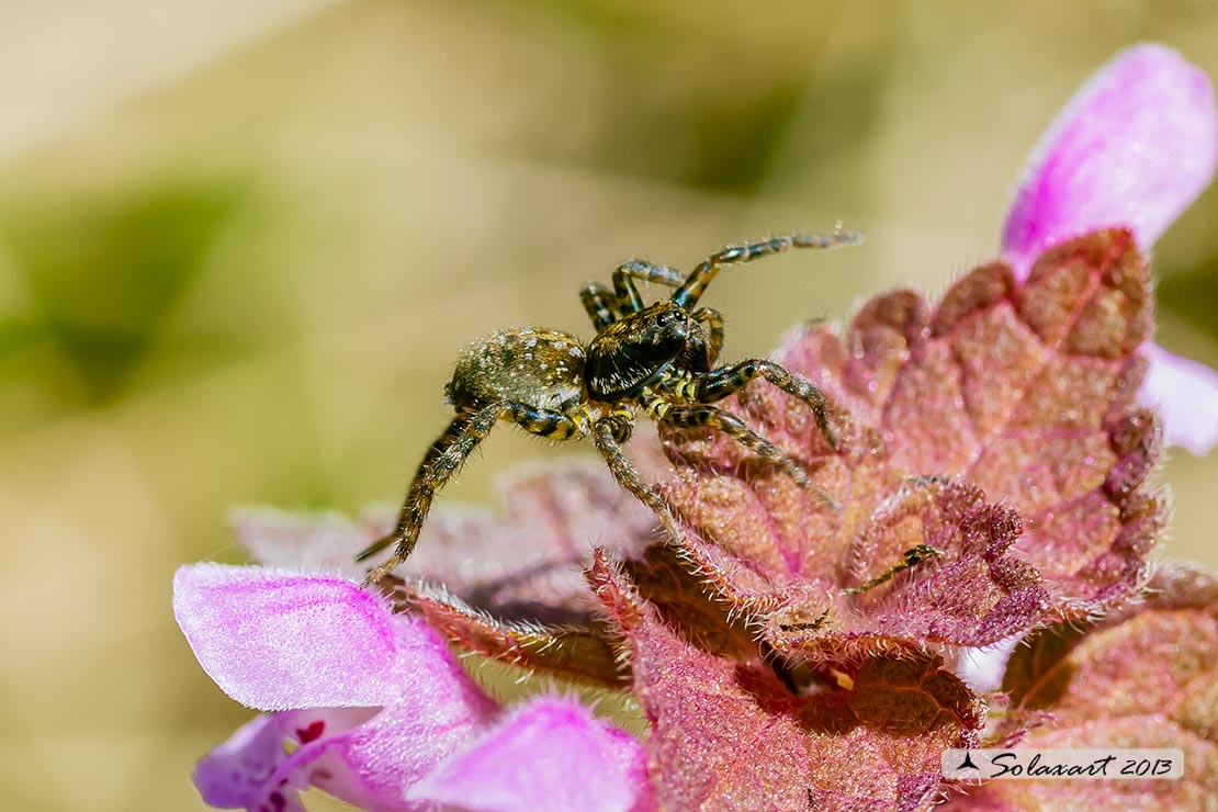 Arctosa sp. - Motta Visconi (MI)