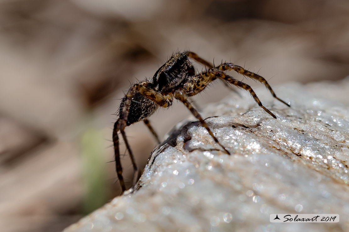 Pardosa sp. - Milano