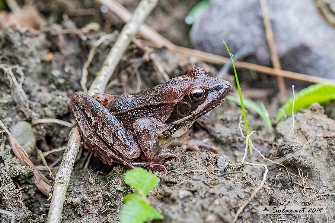 Rana dalmatina