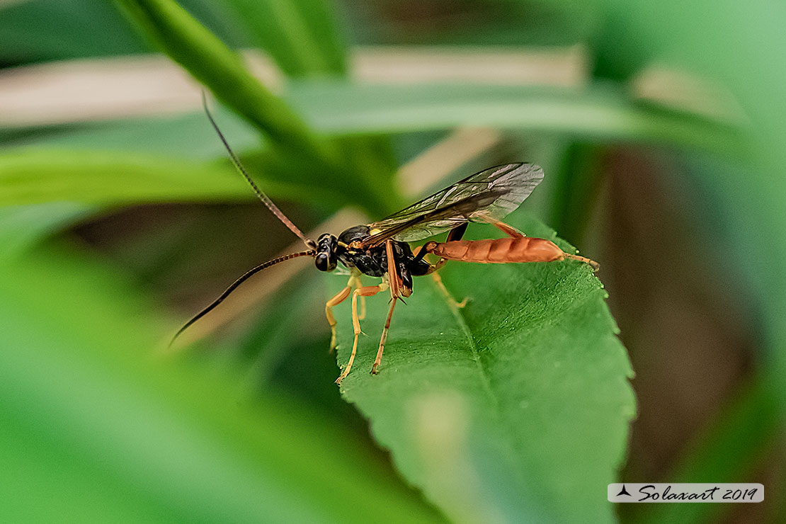 Ichneumonidae:  Amblyjoppa fuscipennis M/F?  No, Ichneumoninae sp.