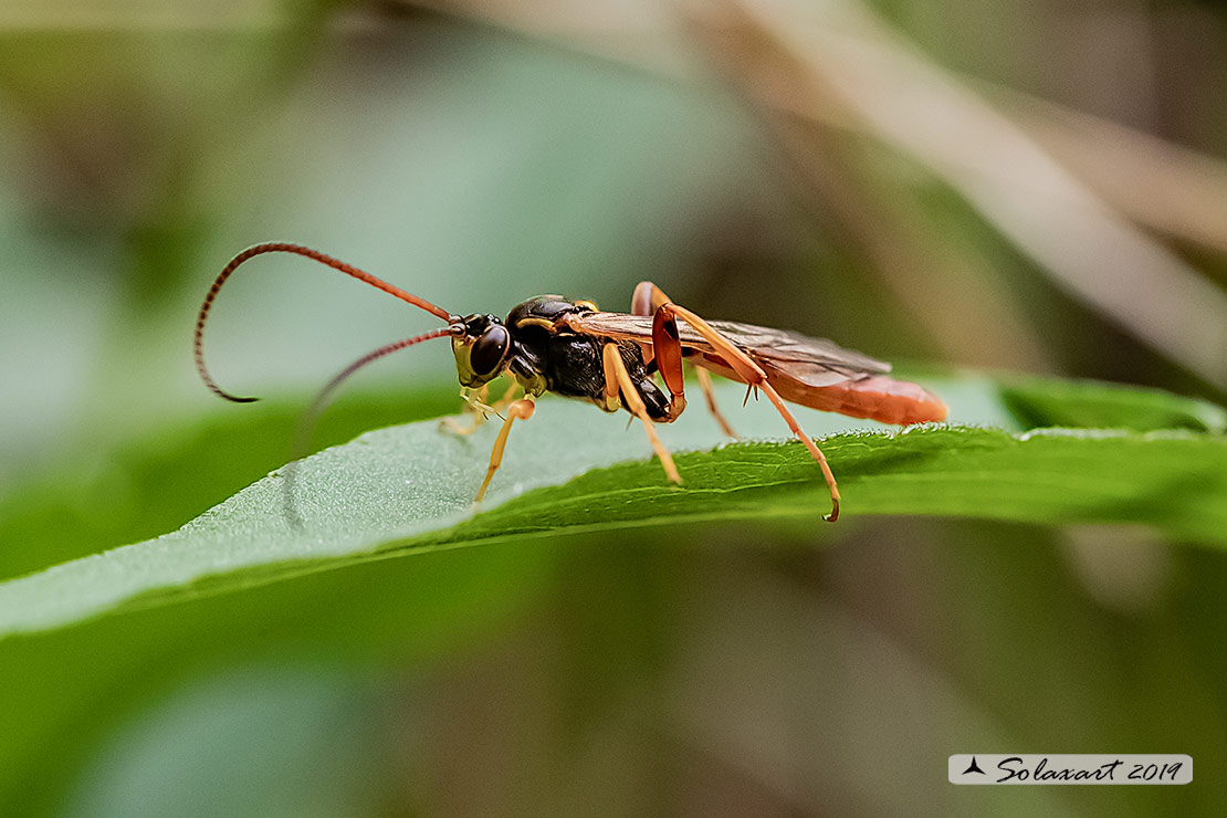 Ichneumonidae:  Amblyjoppa fuscipennis M/F?  No, Ichneumoninae sp.