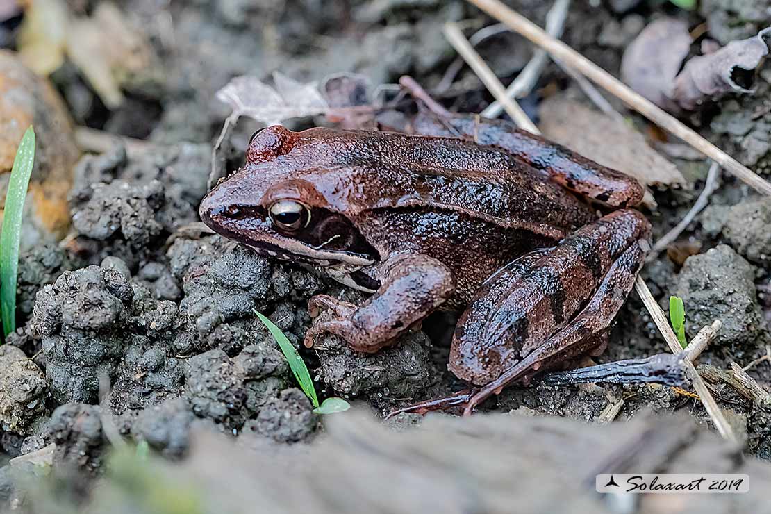 Rana dalmatina