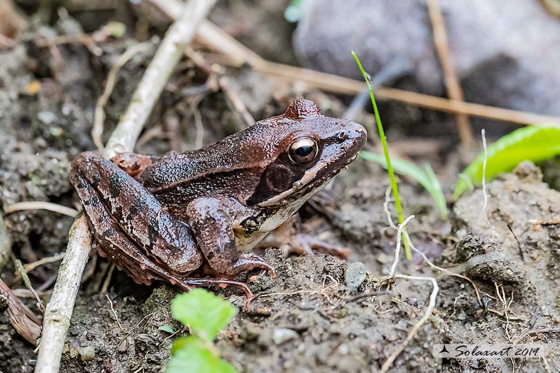 Rana dalmatina