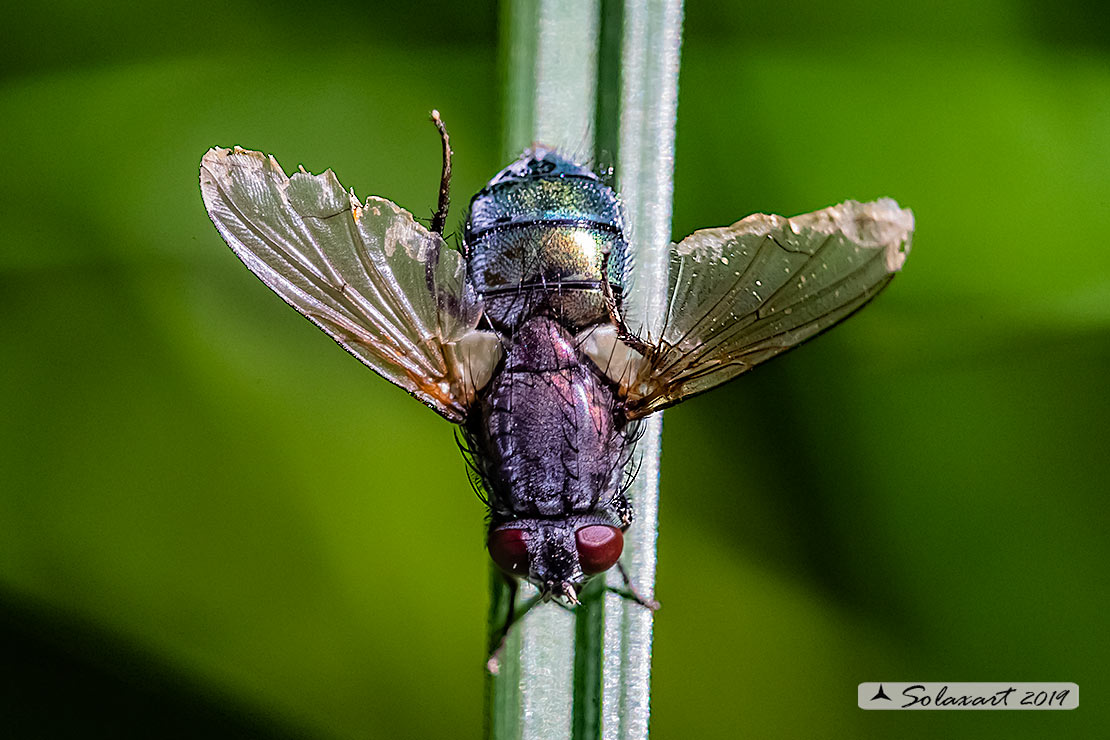 Muscidae: Eudasyphora sp.