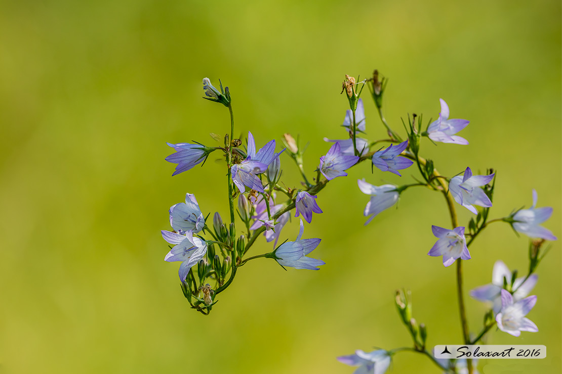 Campanula cfr. rapunculus