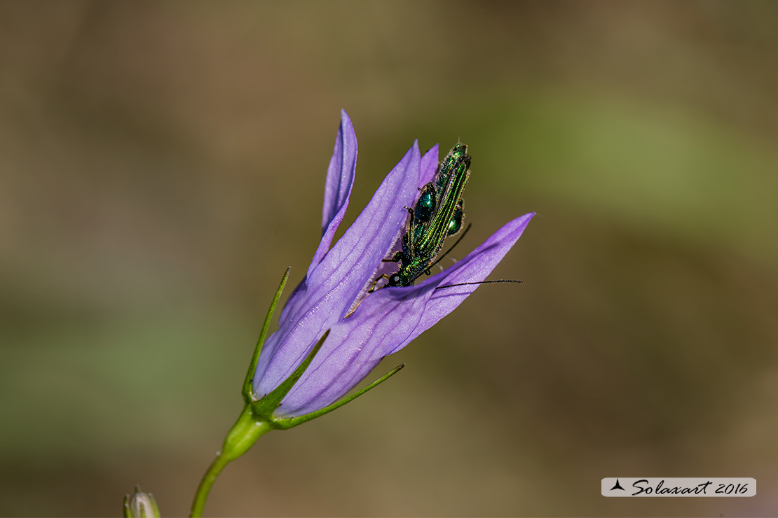 Campanula cfr. rapunculus