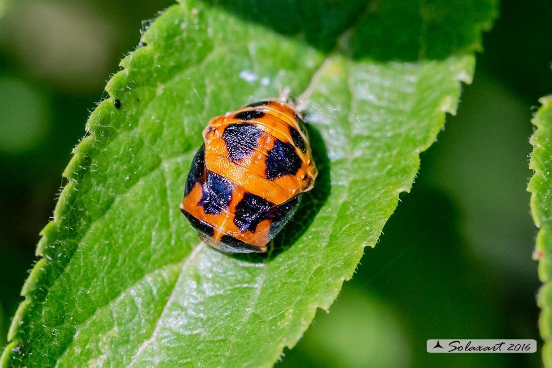 pupa di Harmonia axyridis (Coccinellidae)?  S !