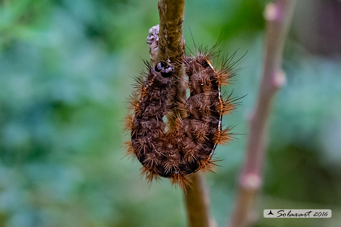 Bruco di Diacrisia sannio  (Erebidae Arctiinae)