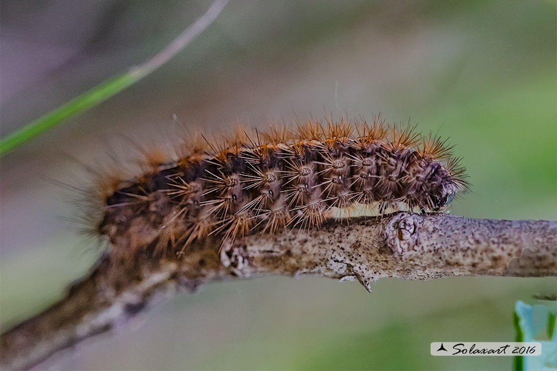 Bruco di Diacrisia sannio  (Erebidae Arctiinae)