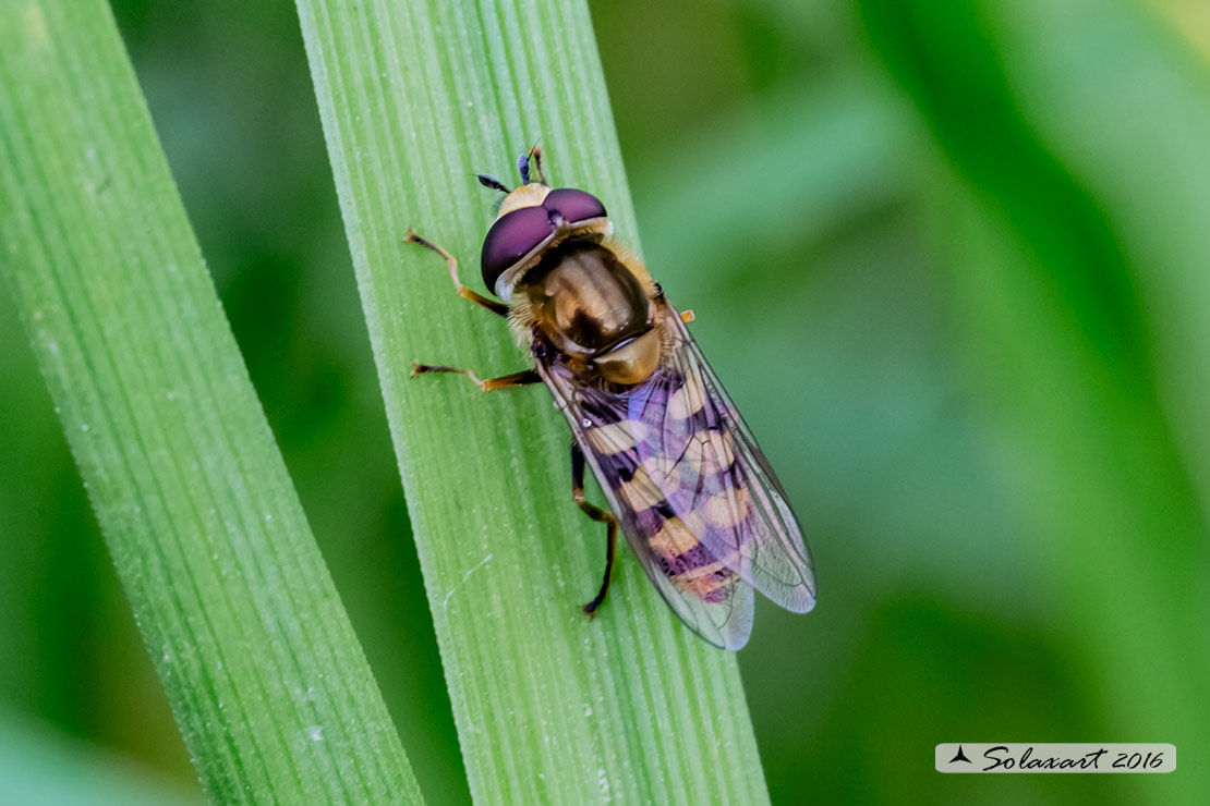 Syrphidae: Scaeva albomaculata ?  No, cfr. Eupeodes sp.
