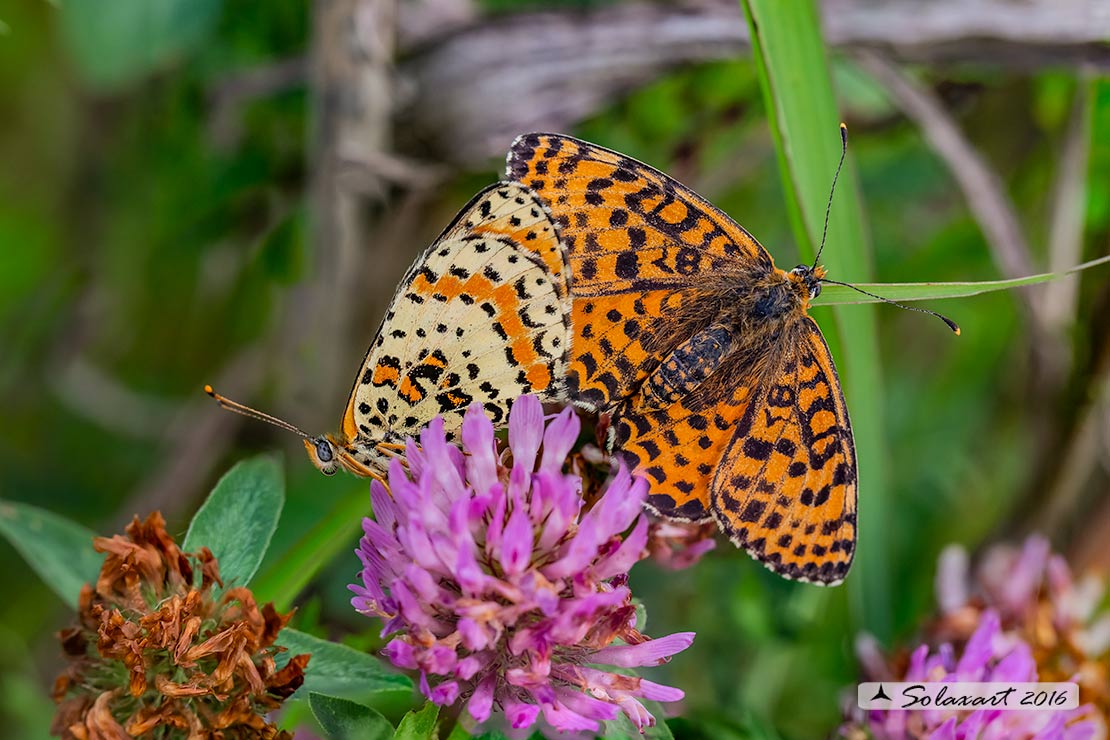 Melitaea didyma M & F  ?   S !