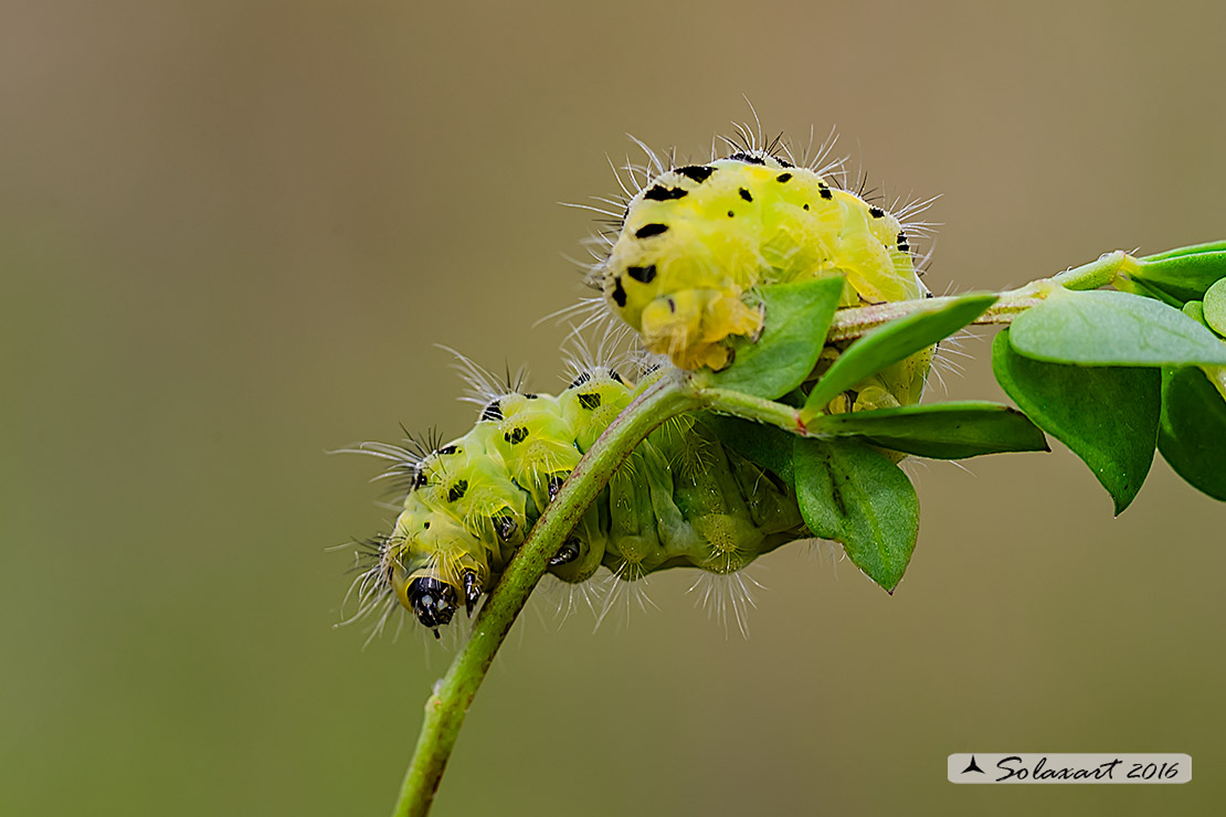 Zygaena filipendulae - Bruco (????)