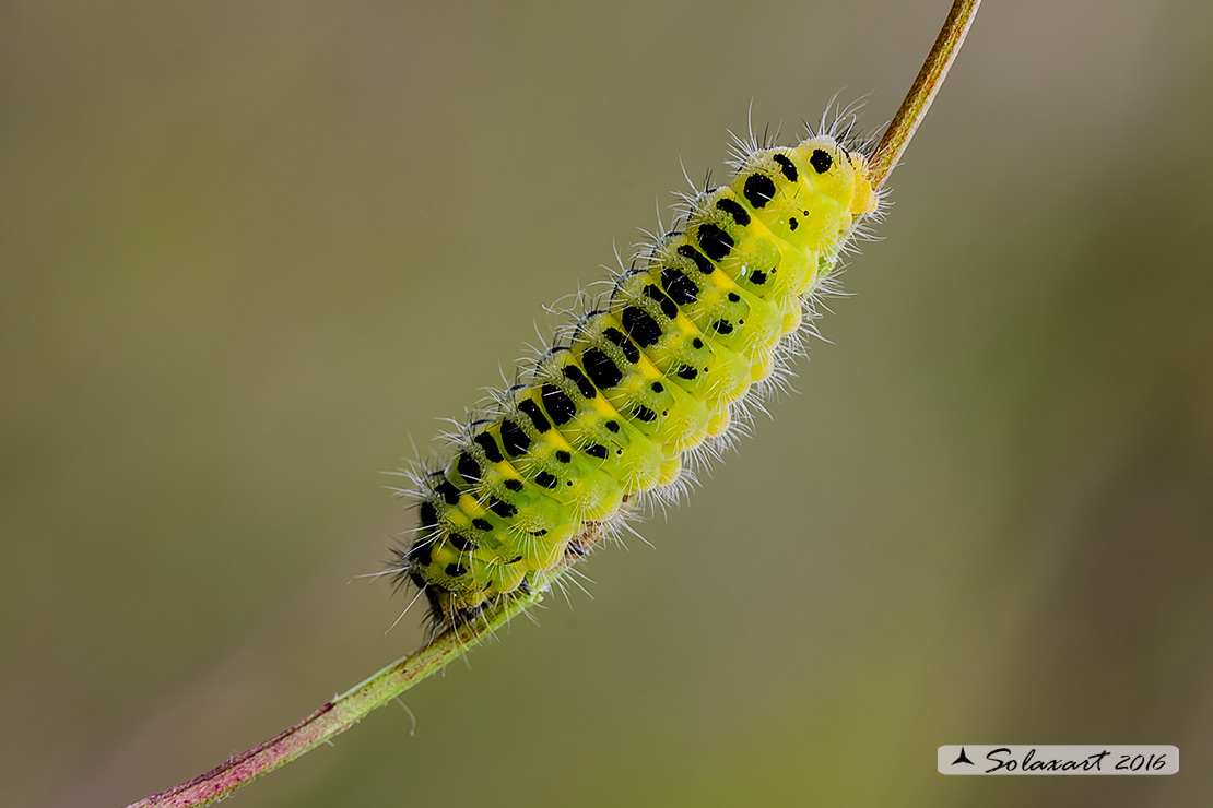 Zygaena filipendulae - Bruco (????)