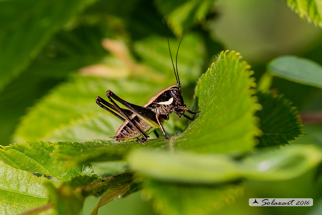 Tettigoniidae: Eupholidoptera magnifica ?...  cfr. Eupholidoptera sp.