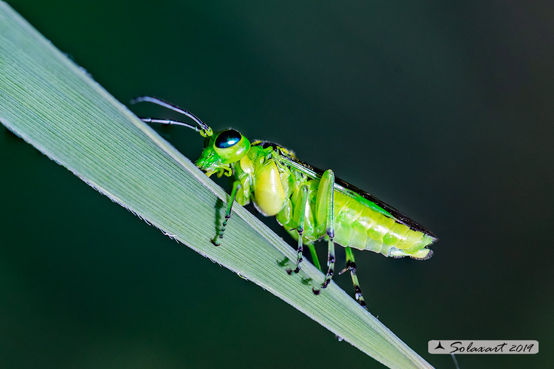Tenthredinidae: Rhogogaster viridis