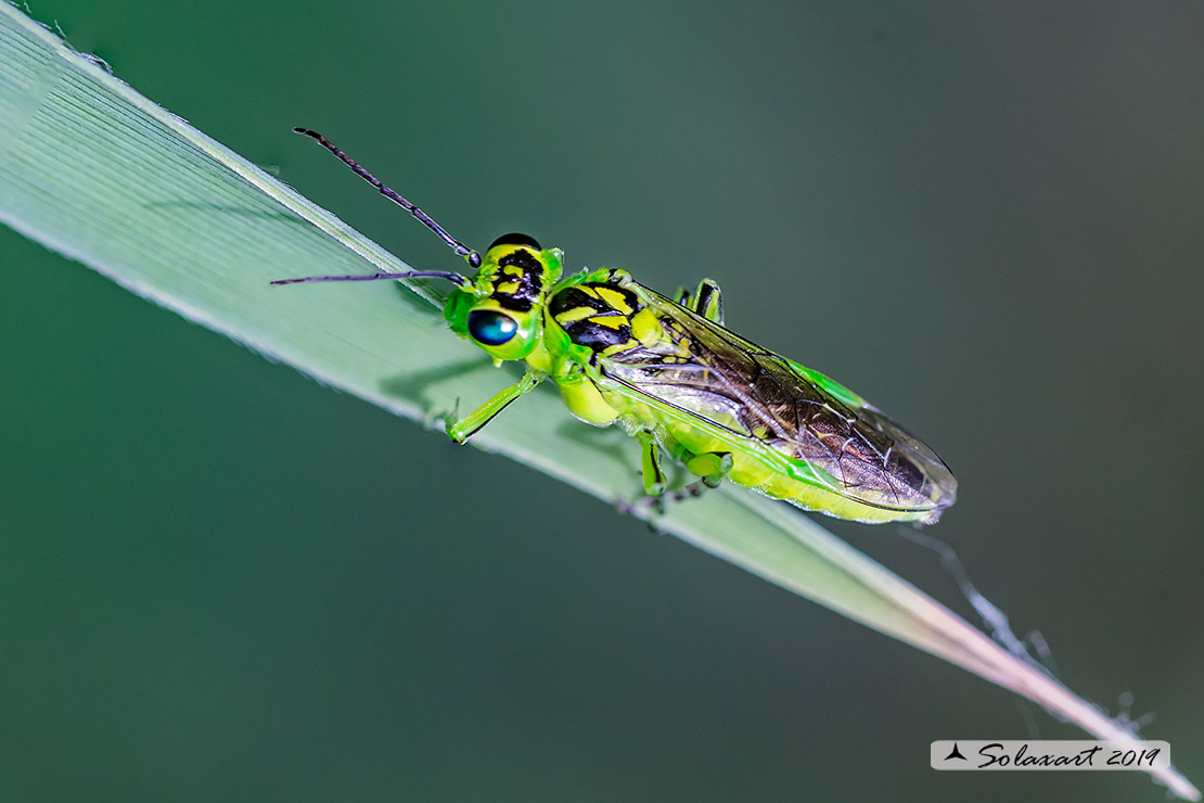 Tenthredinidae: Rhogogaster viridis