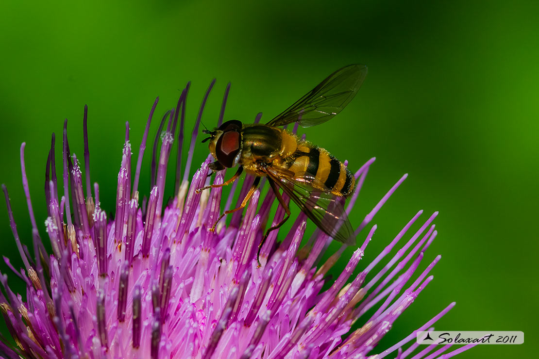 Syrphus (???)