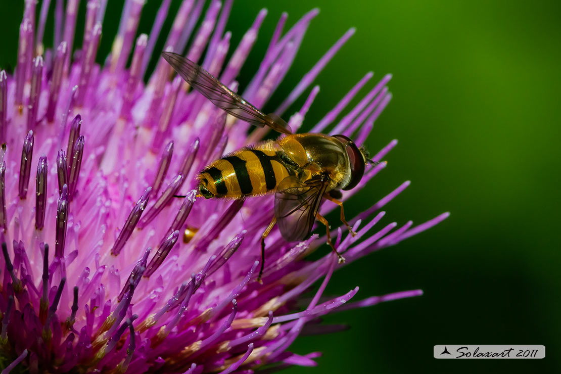 Syrphus (???)