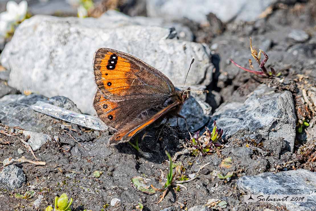 Nymphalidae Satyrinae: Erebia gorge