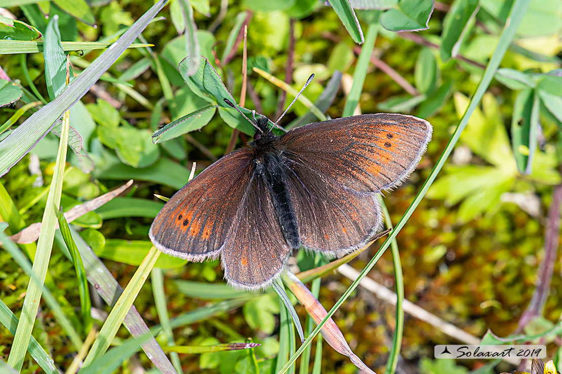 Nymphalidae Satyrinae: Erebia epiphron  da confermare