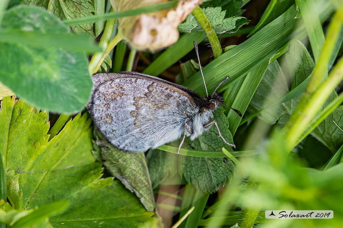 Nymphalidae Satyrinae: Erebia pandrose ?   S !