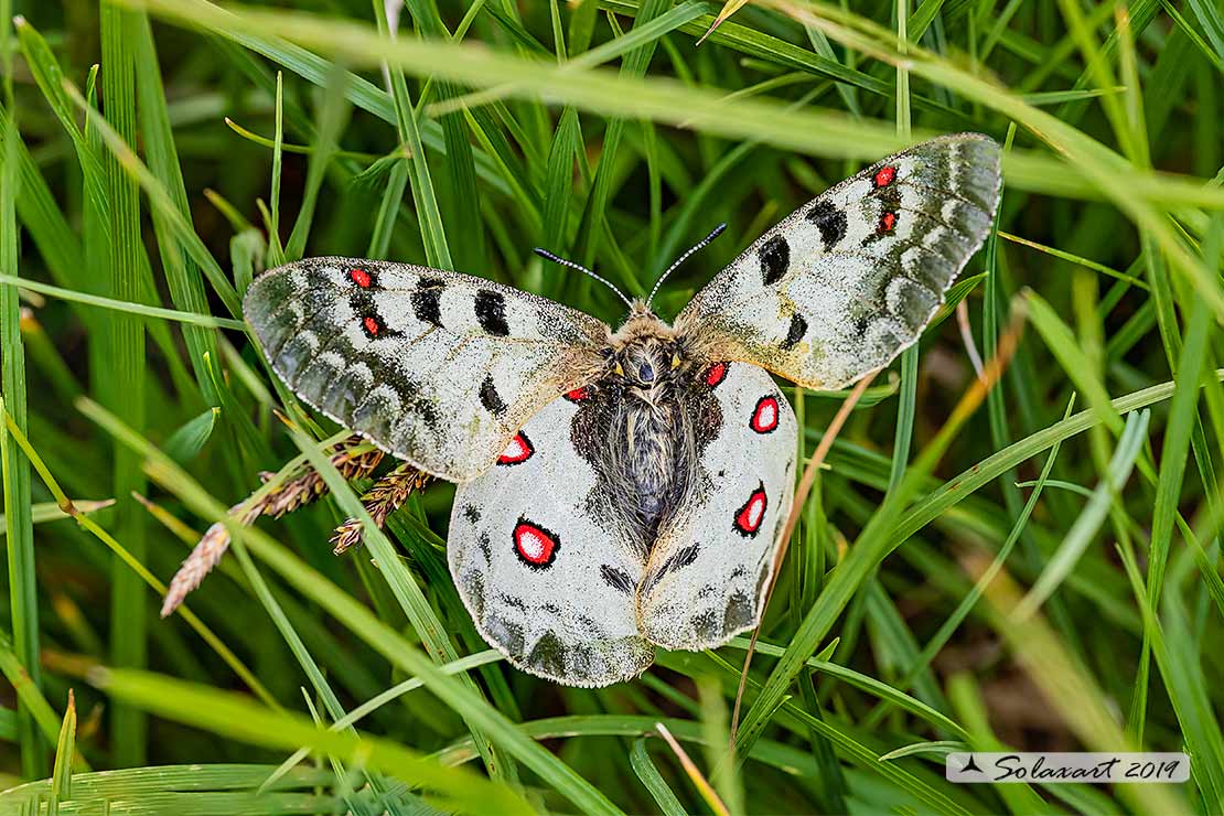 Papilionidae: Parnassius apollo ?   quasi, Parnassius phoebus