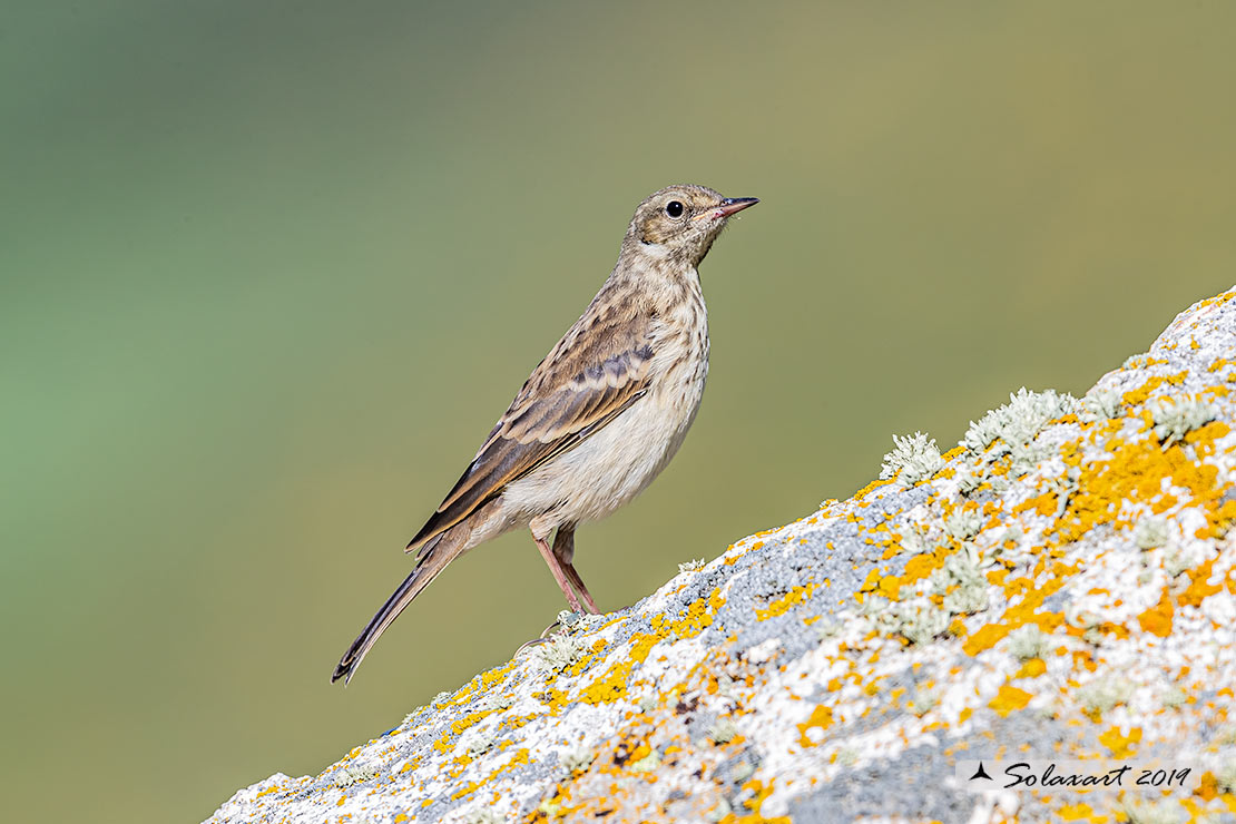 Spioncello ? No, Prispolone (Anthus trivialis)