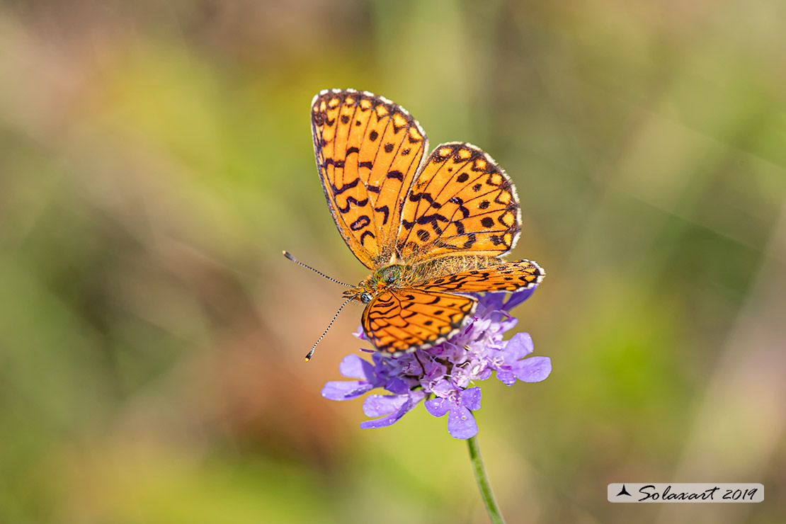 Melitaea (?????)