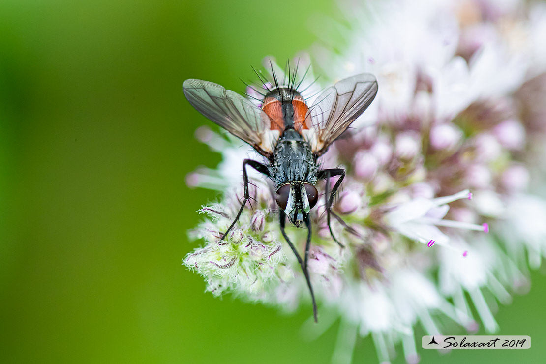 Cylindromyia auriceps (??????)