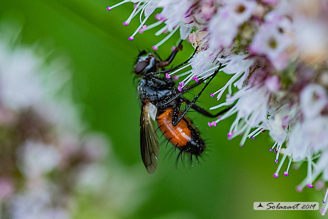 Cylindromyia auriceps (??????)