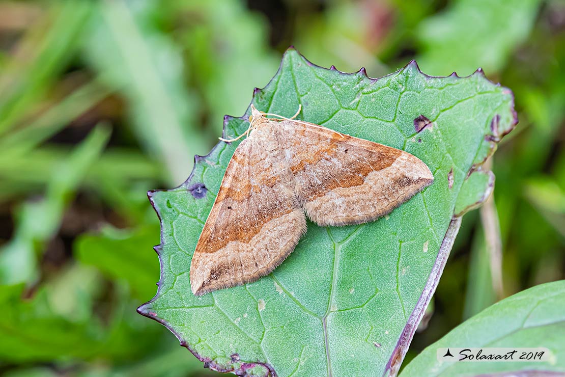 Geometridae; Scotopteryx chenopodiata (???)