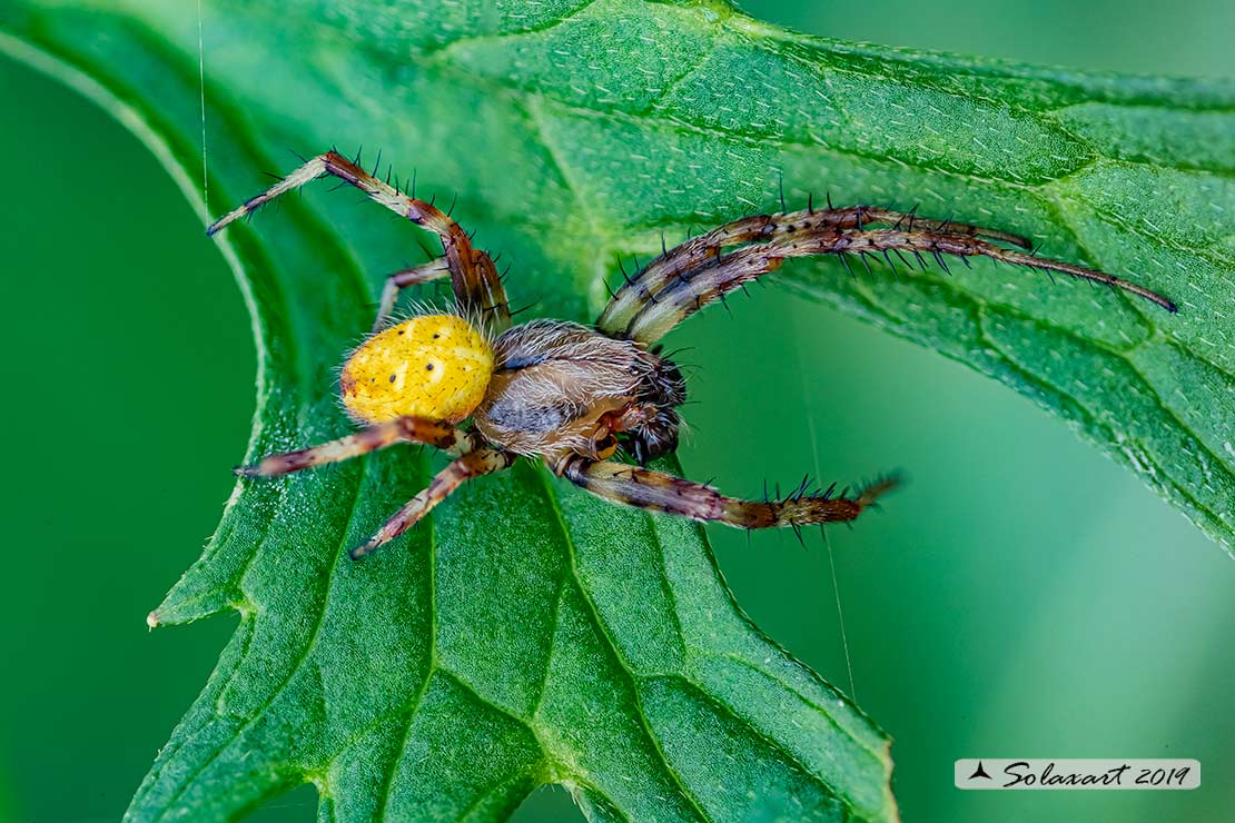 Maschio di Araneus quadratus - Lizzola (BG)