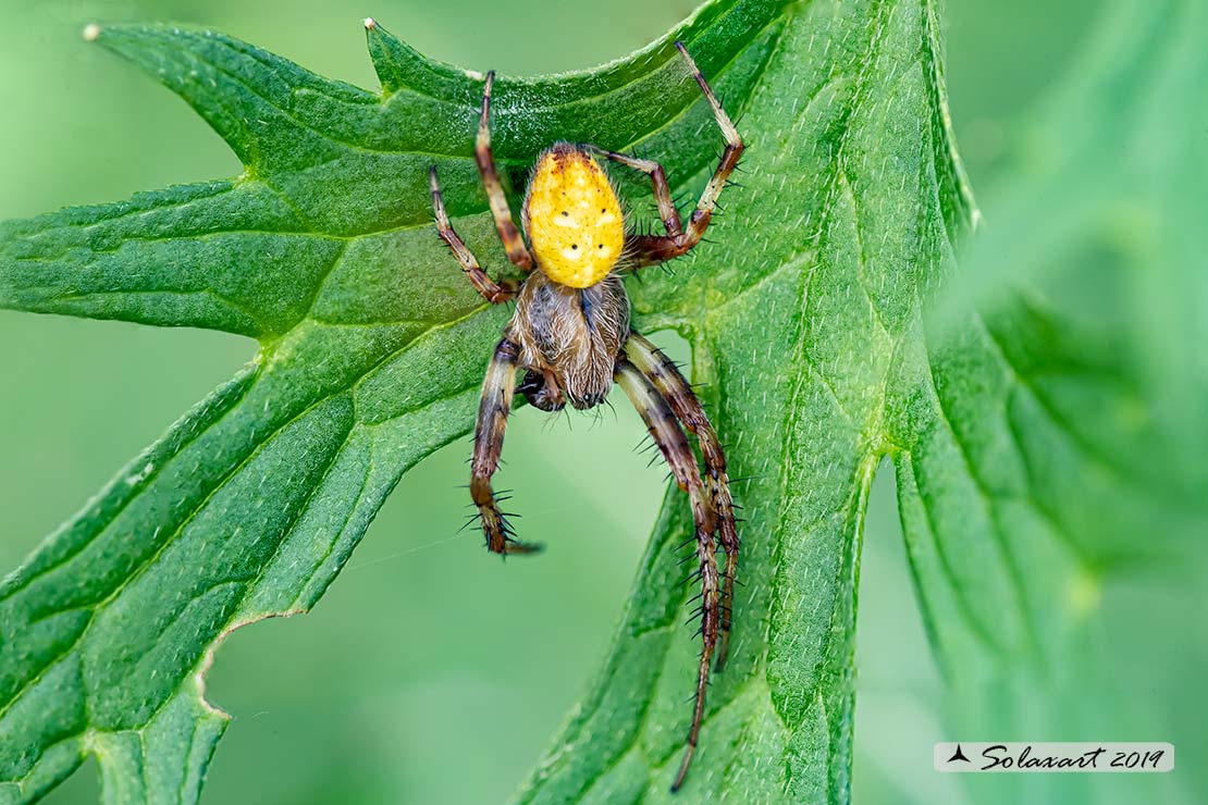 Maschio di Araneus quadratus - Lizzola (BG)