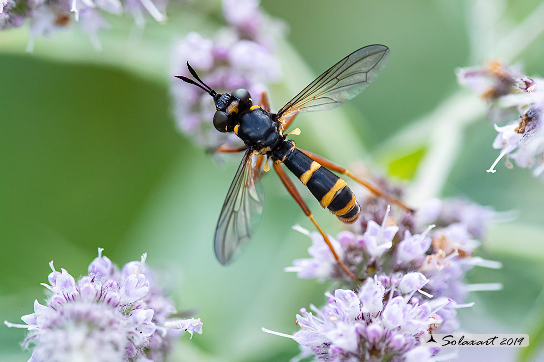 Conopidae (???)